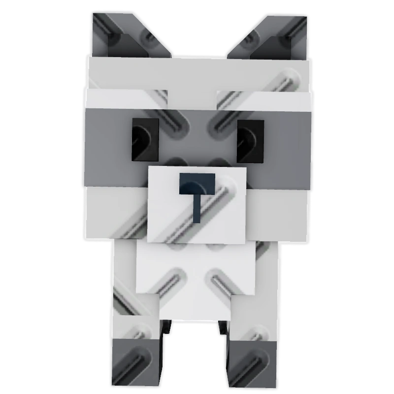Pet Racoon
